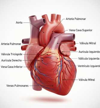 Estructura humana del corazón